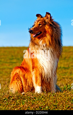 Collie Hund wahr gezüchtete männlichen amerikanischen Hund Stockfoto