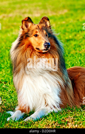 Amerikanische wahr gezüchtet Collie Rüde Stockfoto