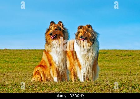 Amerikanische und britische Collie Hunde Stockfoto