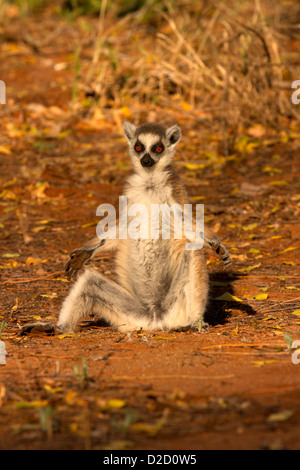 Ring tailed Lemuren (Lemur Catta) Sonnenbaden Stockfoto