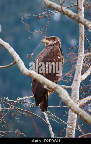 Sub-adult Weißkopfseeadler thront in der Nähe von Silver Bay, Alaska, USA Stockfoto