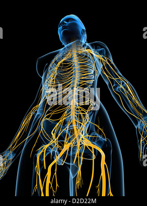 Weibliche Nervensystem Computer Grafik Stockfoto