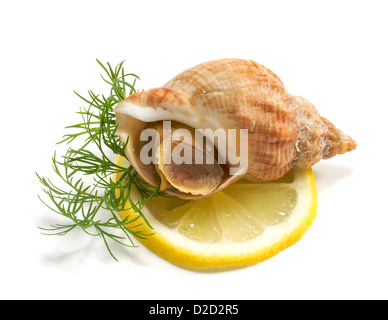 Wellhornschnecken mit Dill und Zitrone auf weißem Hintergrund Stockfoto