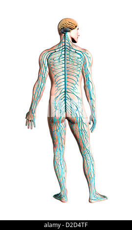 Menschlichen Nervensystem Computer Grafik Stockfoto
