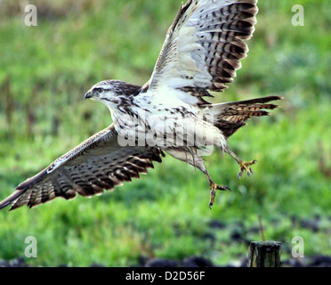 Detaillierte Nahaufnahme von einer europäischen Bussard (Buteo Buteo) in die Flucht aus einem Pol ausziehen Stockfoto