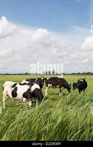 Fünf Holstein Kühe in einem Feld Stockfoto