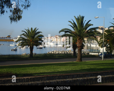 Palmen in der Nähe von port in Ajaccio Stockfoto