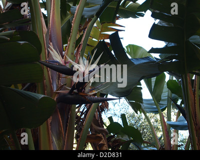 Eine Nahaufnahme von dunkle Blume Stockfoto