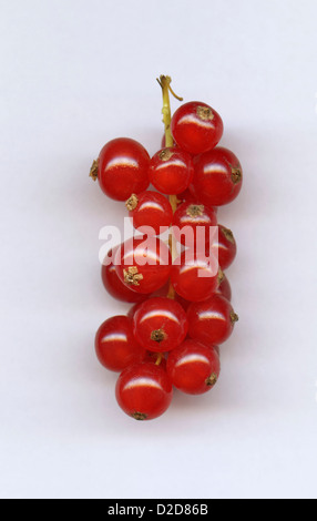 Eine Reihe von roten Johannisbeeren, Nahaufnahme Stockfoto