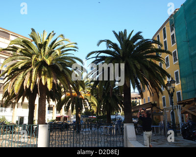 Die Aufnahme eine schöne Palme in Ajaccio auf Korsika Stockfoto