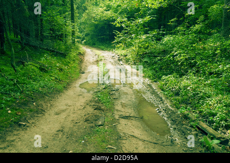 schmutzige Straße mit großen Pfützen im grünen Sommer Wald Stockfoto