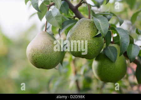 Reife Birnen hängen aus dem Zweig der Birnbaum Stockfoto