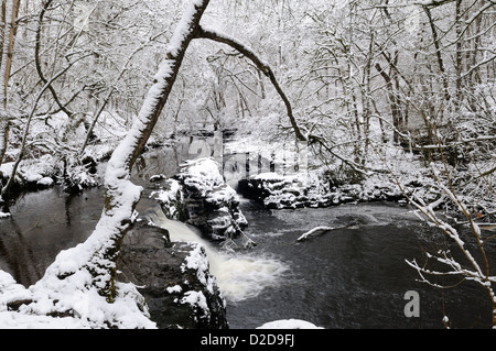 Schneebedeckte Bäume auf die Nedd Fechan Fluss Ystradfellte Brecon Beacons National Park Neath Valley Wales Cymru UK GB Stockfoto