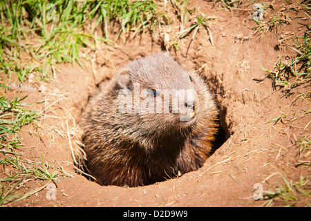 Ein Murmeltier schaut aus seinem Loch. Stockfoto