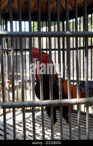 Ein Hahn in einem Käfig mit Metallstangen Stockfoto