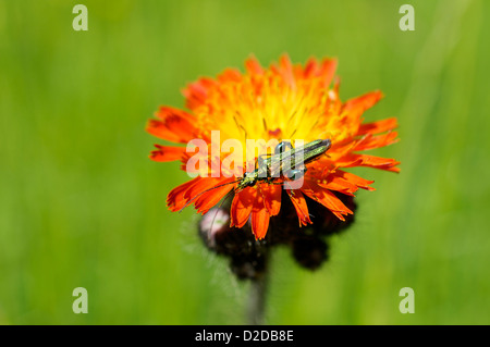 Oedemera Nobilis oder dicken Beinen Blume Käfer auf Habichtskraut Stockfoto