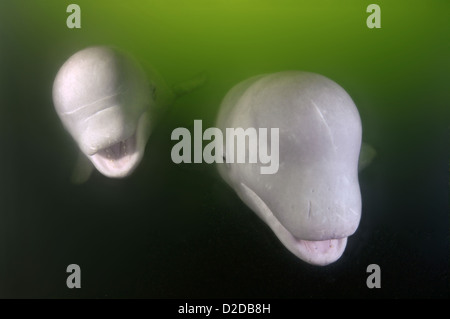 Zwei Beluga Wale (Delphinapterus leucas) Japan, Fernost, Primorski Krai, Russische Föderation Stockfoto