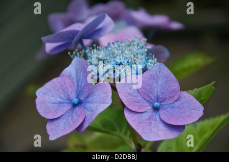 Hydrangea Macrophylla "Blauer Teller" Blumen Stockfoto