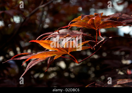 Am späten Nachmittag Sonne auf dunklem Rot Acer Blätter Stockfoto