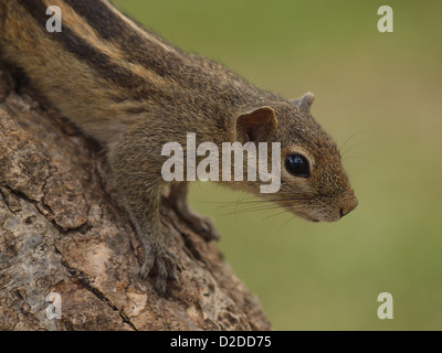 Nahaufnahme der Fünf-gestreift oder Nördlichen palm Squirrel (Funambulus pennantii) mit zitternden Barthaare balanciert auf rauen - bellte Baumstamm in Sri Lanka Stockfoto