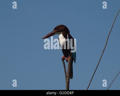 Weiße-throated Eisvogel auf Barsch in Negombo Sri Lanka auf der Suche nach geeigneter Beute Stockfoto