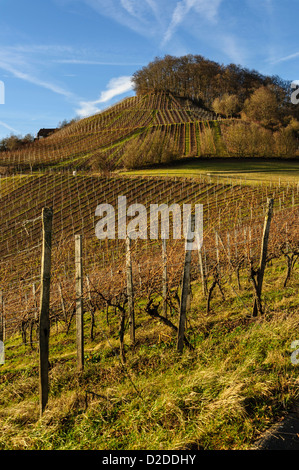 Stollberg, den höchsten Weinberg in Franken, Deutschland. Stockfoto