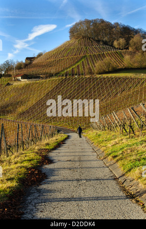 Stollberg, den höchsten Weinberg in Franken, Deutschland. Stockfoto