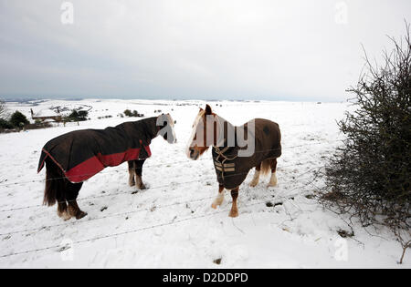 Brighton, Sussex, Großbritannien. 21. Januar 2013 - die beiden Pferde freuten sich heute in ihren warmen Mänteln auf den South Downs bei Brighton Stockfoto