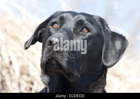 Schwarzer Labrador Retriever Stockfoto