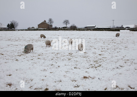 Kleine Schafherde im Winterschnee auf einem Hügel in West Yorkshire Stockfoto