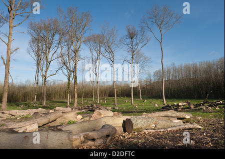 Reife gefällten Asche Bäume Leitungsseite Wäldchen Waldgebiet des neuen selbst gepflanzte Esche, einmal ein Hopfield in früh morgens Sonnenaufgang Stockfoto