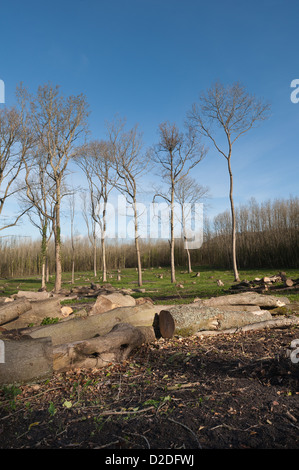 Reife gefällten Asche Bäume Leitungsseite Wäldchen Waldgebiet des neuen selbst gepflanzte Esche, einmal ein Hopfield in früh morgens Sonnenaufgang Stockfoto