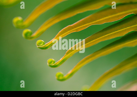 Farn Wedel mit selektiven Fokus zusammengerollt. Stockfoto