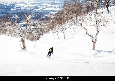 Frau Skifahren abseits der Pisten durch Birken in Niseko, Japan. Stockfoto