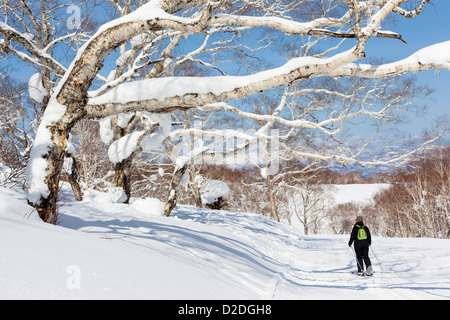 Eine Skifahrerin übergibt große Silber Birken schneebedeckt im Niseko Ski Resort in Japan. Stockfoto