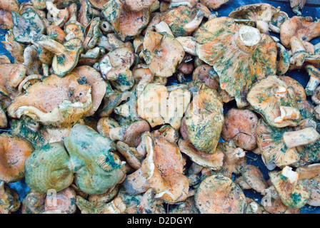 Wilde Pilze zum Verkauf auf Markt Stockfoto