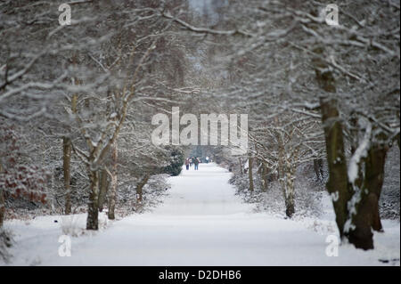 Süd West-London, UK. 21.01.13. Wanderer auf Wimbledon Common in eine Allee von Schnee beladene Bäume Stockfoto