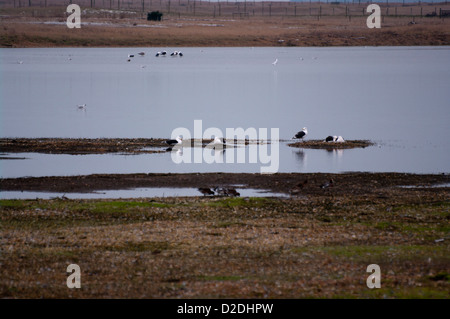 Große schwarze Backed Möwen Larus Marinus (geringe Schärfentiefe. Im Mittelpunkt der zentralen Möwen) Stockfoto