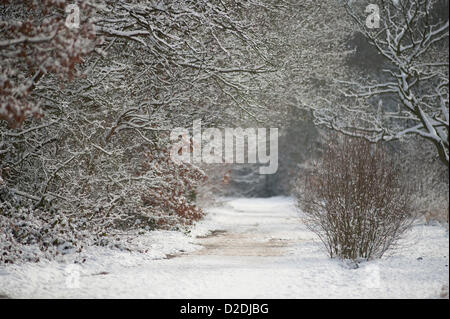 Süd West-London, UK. 21.01.13. Abgeschiedenen Schnee bedeckten Weg durch Wimbledon Common Stockfoto