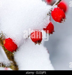 Rote Beeren hängen an einem Ast dick mit Schnee Stockfoto