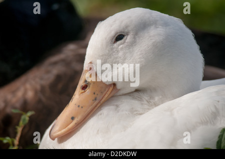 White Pekin Ente am See Morton in Lakeland, Florida. Stockfoto