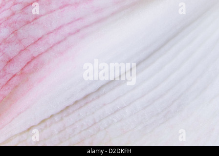 Im Hintergrund das Blütenblatt Amaryllis. Makro Stockfoto