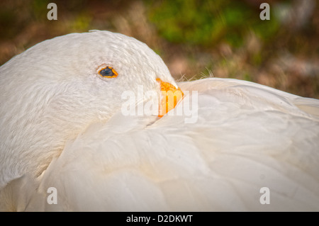 White Pekin Ente am See Morton in Lakeland, Florida. Stockfoto