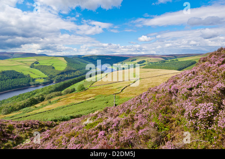 Heather am Derwent Rand oben Ladybower Vorratsbehälter Derbyshire Peak District national Park Derbyshire England UK GB EU Europa Stockfoto