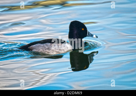 Beringt Hals Ente am See Morton in Lakeland, Florida. Stockfoto