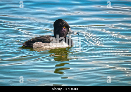 Beringt Hals Ente am See Morton in Lakeland, Florida. Stockfoto