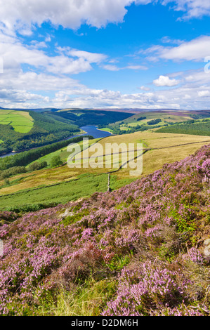 Heather am Derwent Rand oben Ladybower Vorratsbehälter Derbyshire Peak District national Park Derbyshire England UK GB EU Europa Stockfoto