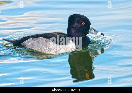 Beringt Hals Ente am See Morton in Lakeland, Florida. Stockfoto