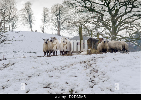Eine Gruppe von Waliser Hügel gesprenkelt Gesicht Schafe im Schnee bedeckt Feld sammeln um ein Feeder mit Silage am Hang Stockfoto