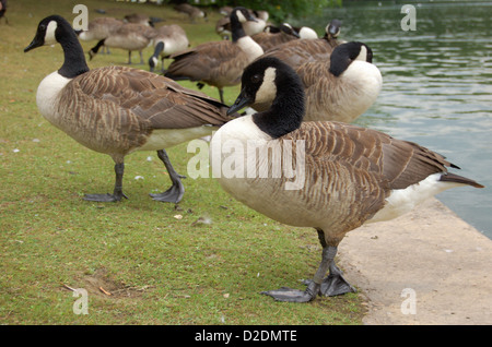 Gänse und Teich im Regents Park in London, England Stockfoto